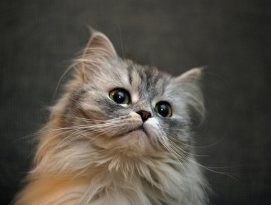 bir yavru kedi portresi
