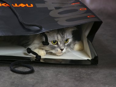 Cat in box clipart