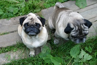 Family pugs clipart