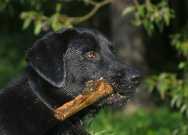 Labrador with a stick clipart