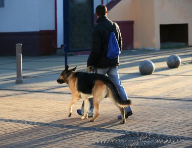 Alman çoban köpeği