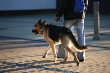 German sheep-dog clipart