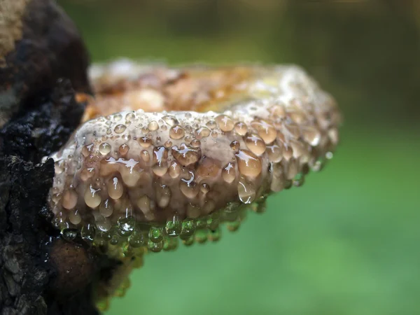 Mushroom in drops — Stock Photo, Image