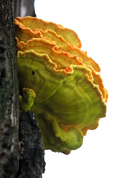 Wooden mushrooms — Stock Photo, Image