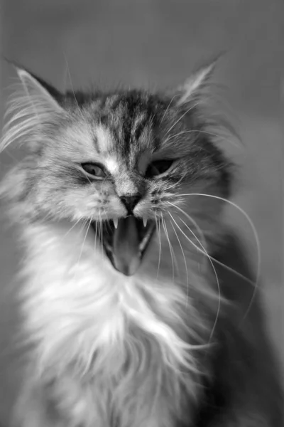 Yawning cat — Stock Photo, Image