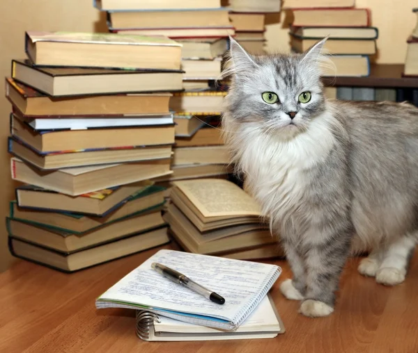 Birçok kitap ve kedi — Stok fotoğraf