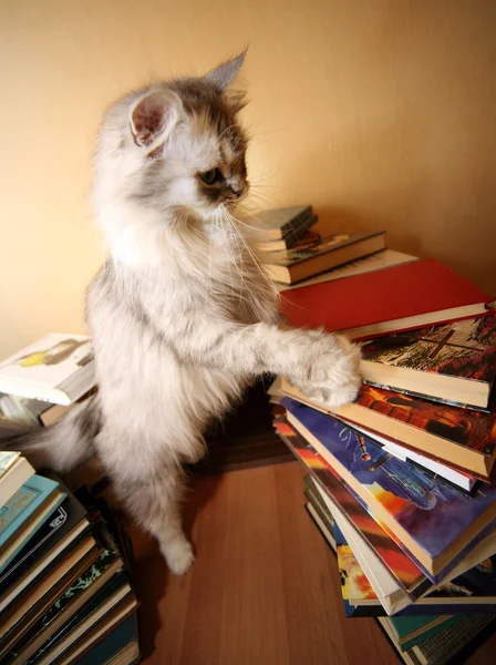Viele alte Bücher und Katze — Stockfoto