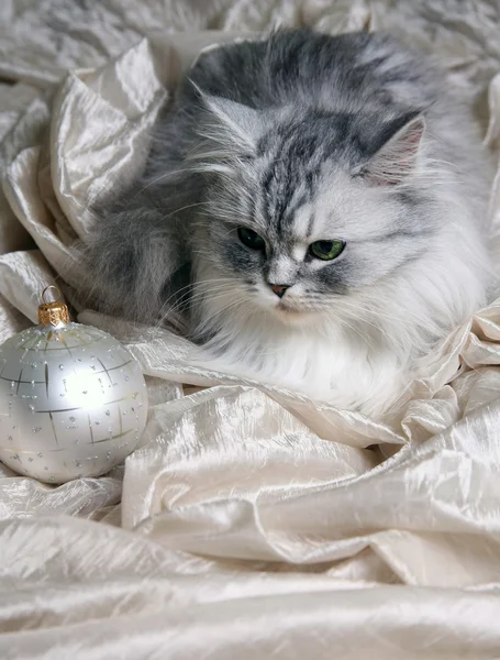 クリスマス ボールと猫 — ストック写真