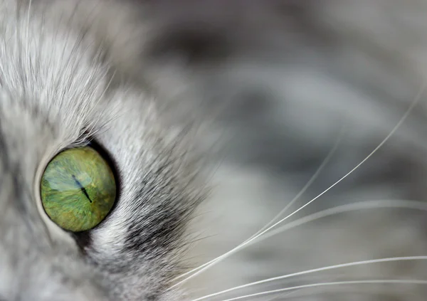 Olho de um gato — Fotografia de Stock