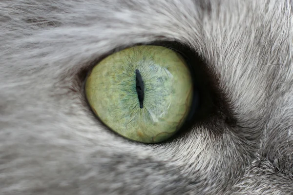 Öga av en katt — Stockfoto