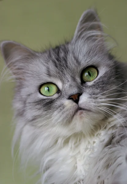 Porträtt av en kattunge — Stockfoto