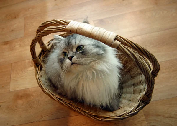 Katze im Korb — Stockfoto
