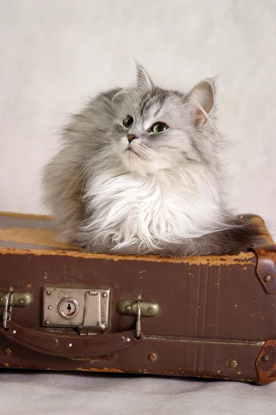 Katze auf einem Koffer — Stockfoto