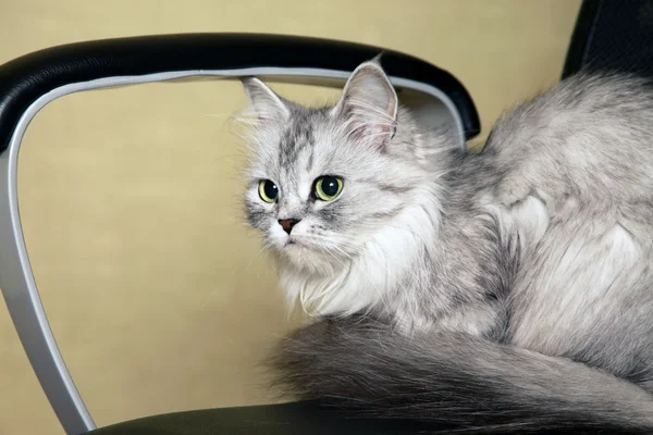 Кот на стуле — стоковое фото