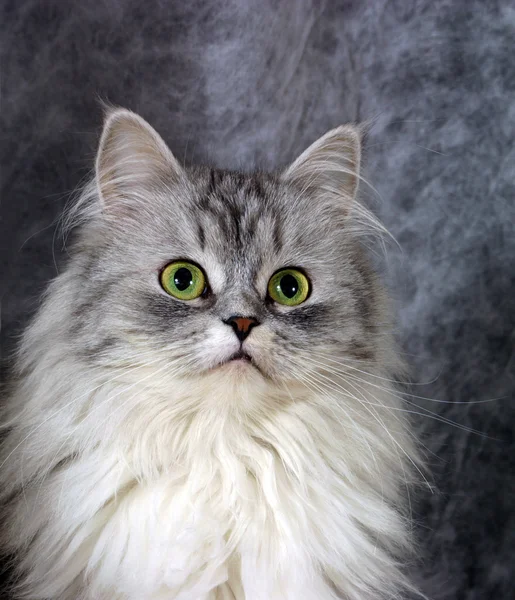 Porträt einer grauen Katze — Stockfoto