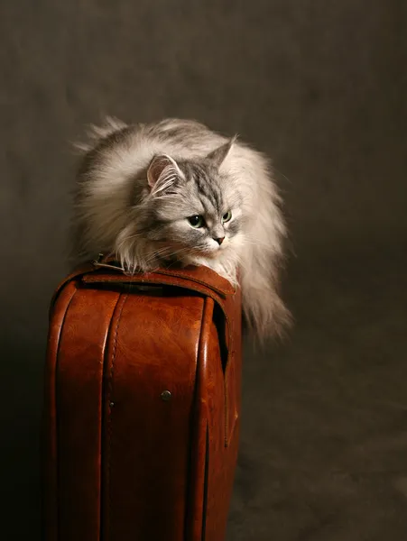 Kat op een koffer — Stockfoto