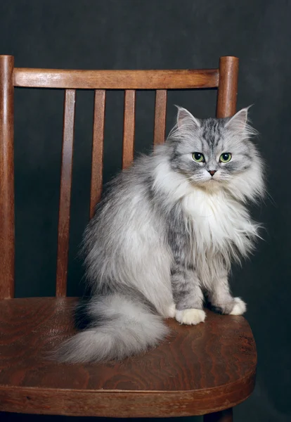 Kočka na židli — Stock fotografie