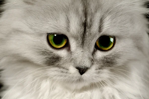 Кот по имени Файн — стоковое фото