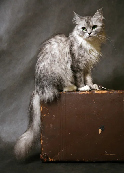 Kočka na kufr — Stock fotografie