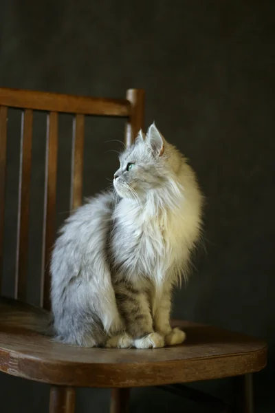 Кот - девочка — стоковое фото