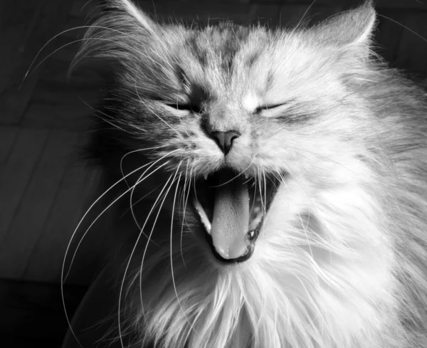 Gähnende Katze — Stockfoto