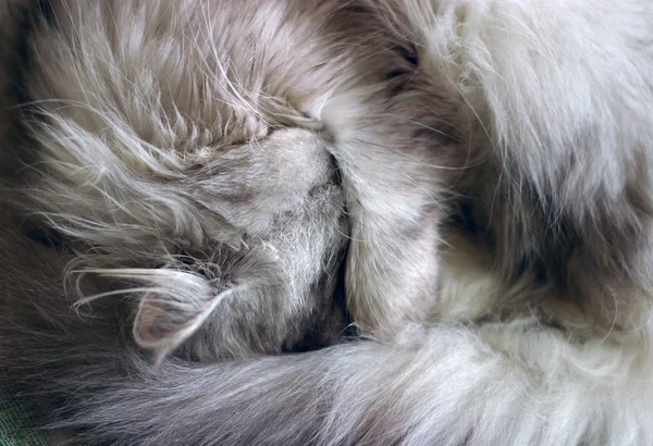 Κοιμισμένο γατάκι — Φωτογραφία Αρχείου