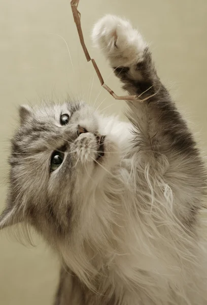 Giocando gattino — Foto Stock
