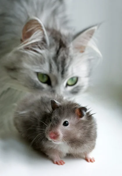 Katze und Hamster — Stockfoto