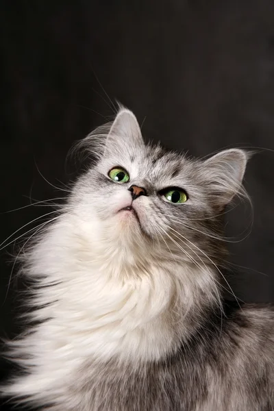 Portrait d'un chat gris — Photo