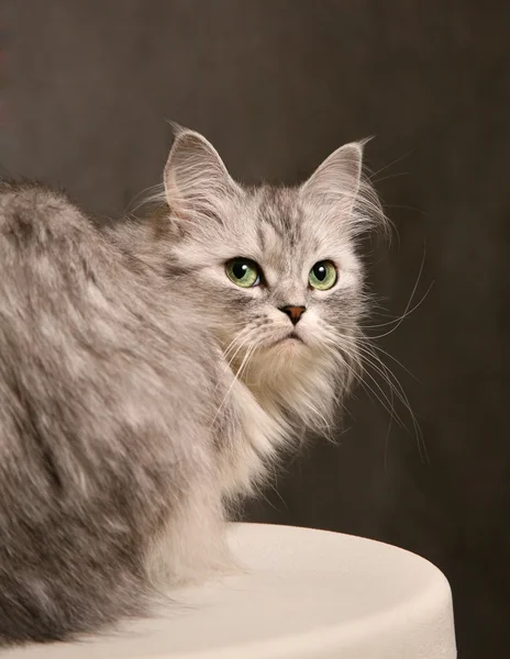 Retrato de um gato — Fotografia de Stock