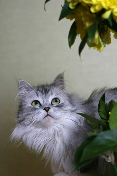 Katt-flicka — Stockfoto