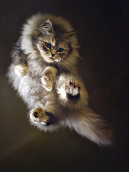 비행 고양이 — 스톡 사진