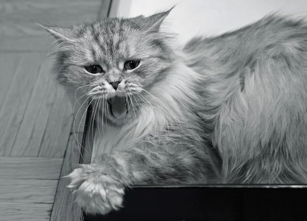 Gäspningar kattunge — Stockfoto