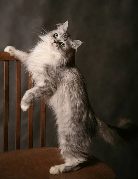 猫を再生 — ストック写真