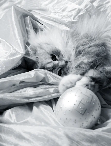 Kerstballen en kat — Stockfoto