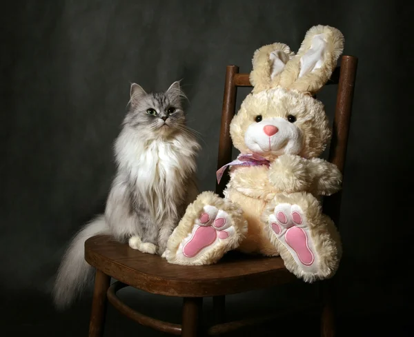 Кот на стуле — стоковое фото