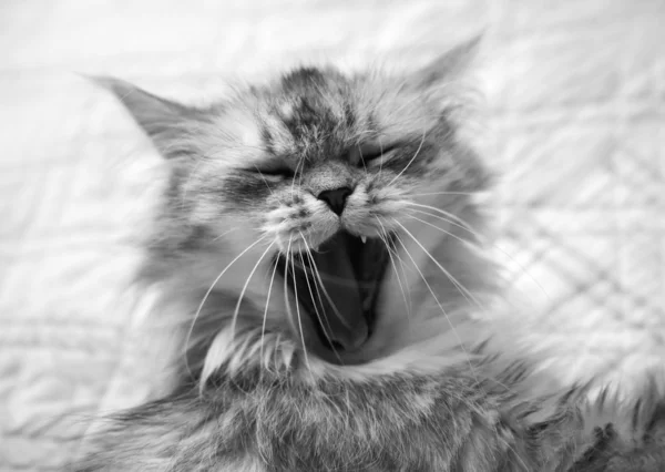 Gähnende Katze — Stockfoto
