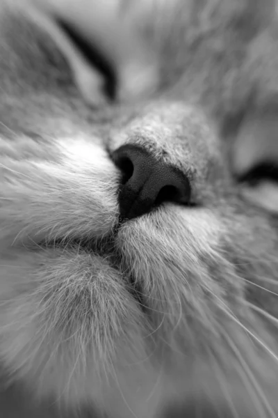 La nariz de un gato — Foto de Stock