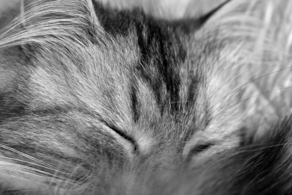 寝てる子猫 — ストック写真