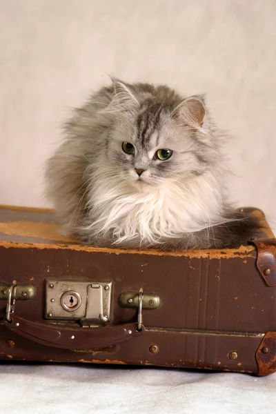 Кошка на чемодане — стоковое фото