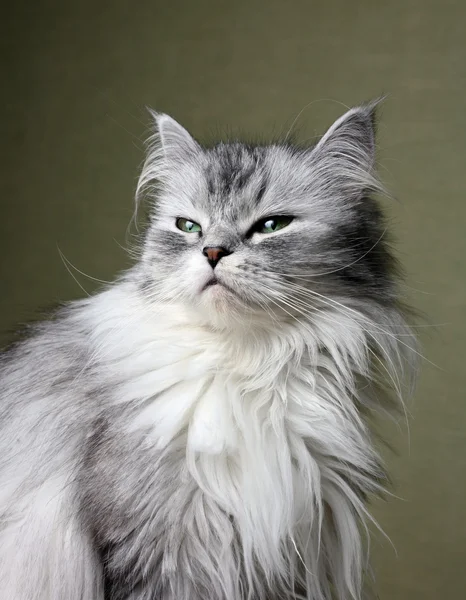 猫的肖像 — 图库照片