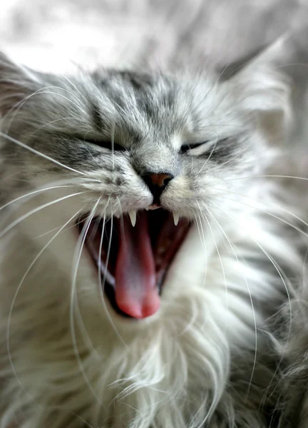 Позіхаючи кішка — стокове фото