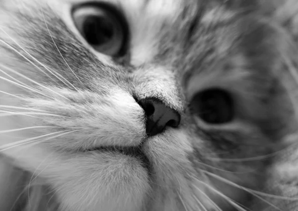 Close-up van een neus van een kat — Stockfoto