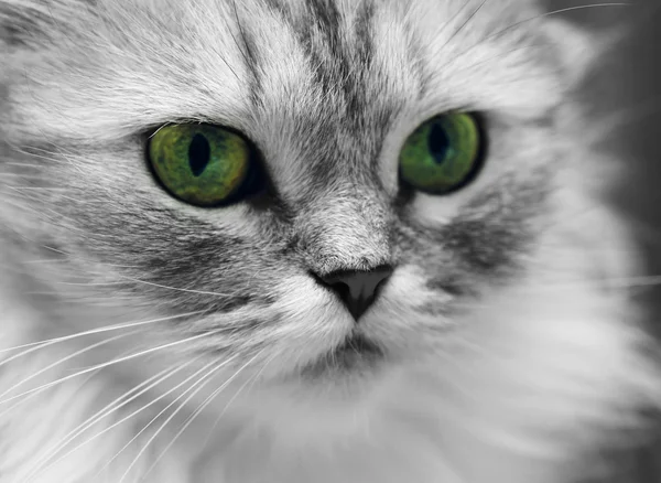 Πορτρέτο γάτας — Φωτογραφία Αρχείου