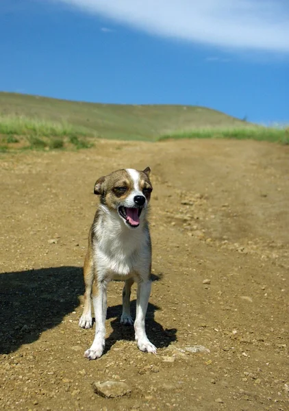 Malý pes venkovní — Stock fotografie