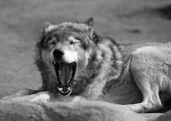 Lobo da estepe — Fotografia de Stock