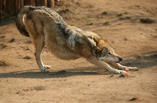 stock image Steppe wolf