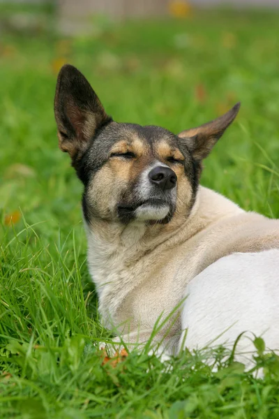 Toulavý pes — Stock fotografie