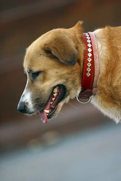 Perro en un collar —  Fotos de Stock
