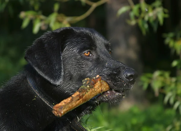 Labrador com um pau — Fotografia de Stock